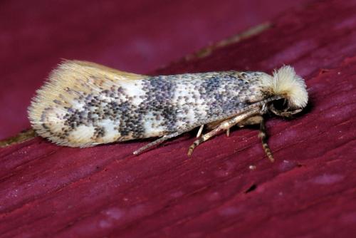 Infurcitinea sp.